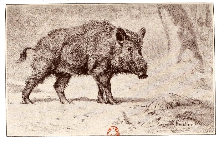 Illustration tirée du Manuel de Vènerie française - Emmanuel Le Couteulx de Canteleu (1890) - Hachette et Cie (Paris) - BnF (Gallica) 8
